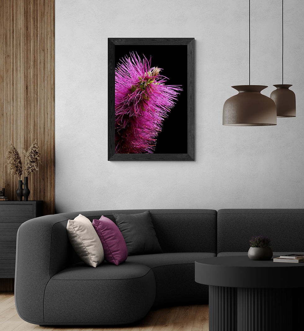 Callistemon Purple Cloud Bottlebrush print - Australian botanical wall art - Flower photography by Nadia Culph