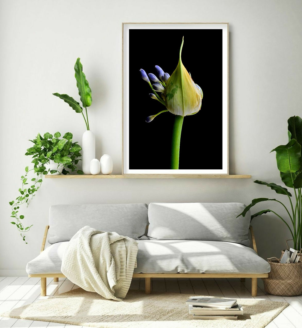 Agapanthus ~ Still Life Botanical Art - Still life photography print by Nadia Culph