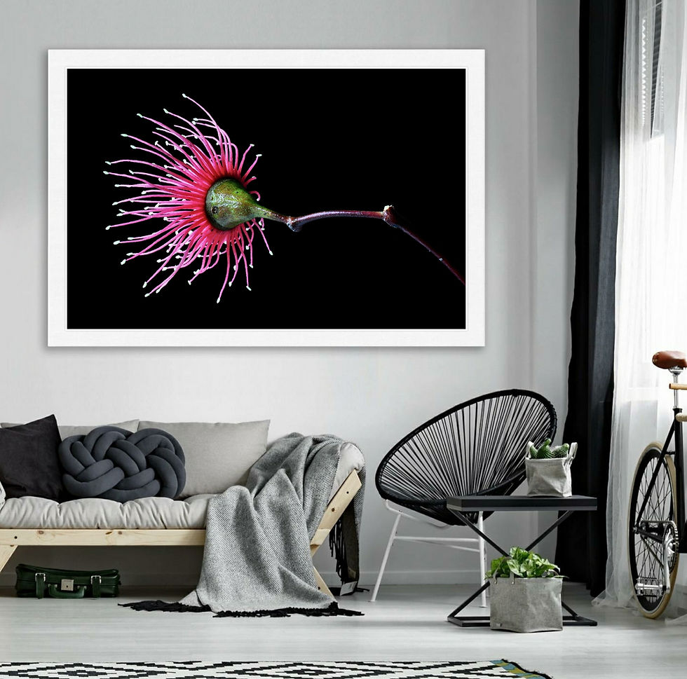 Thumbnail: Pink Eucalyptus Blossom ~ Pink Flower Artwork - Australian botanical wall art by Nadia Culph