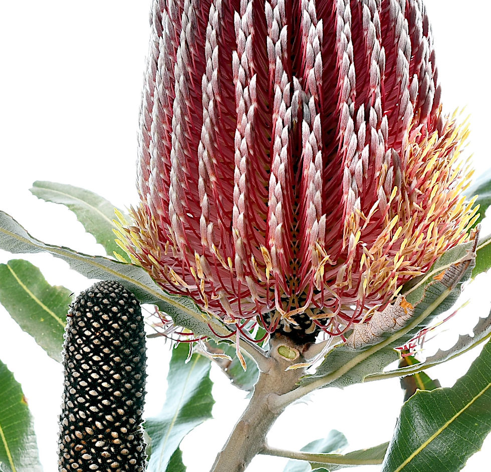Thumbnail: Banksia Menziesii Firewood - Australian plant artwork - Photography print by Nadia Culph