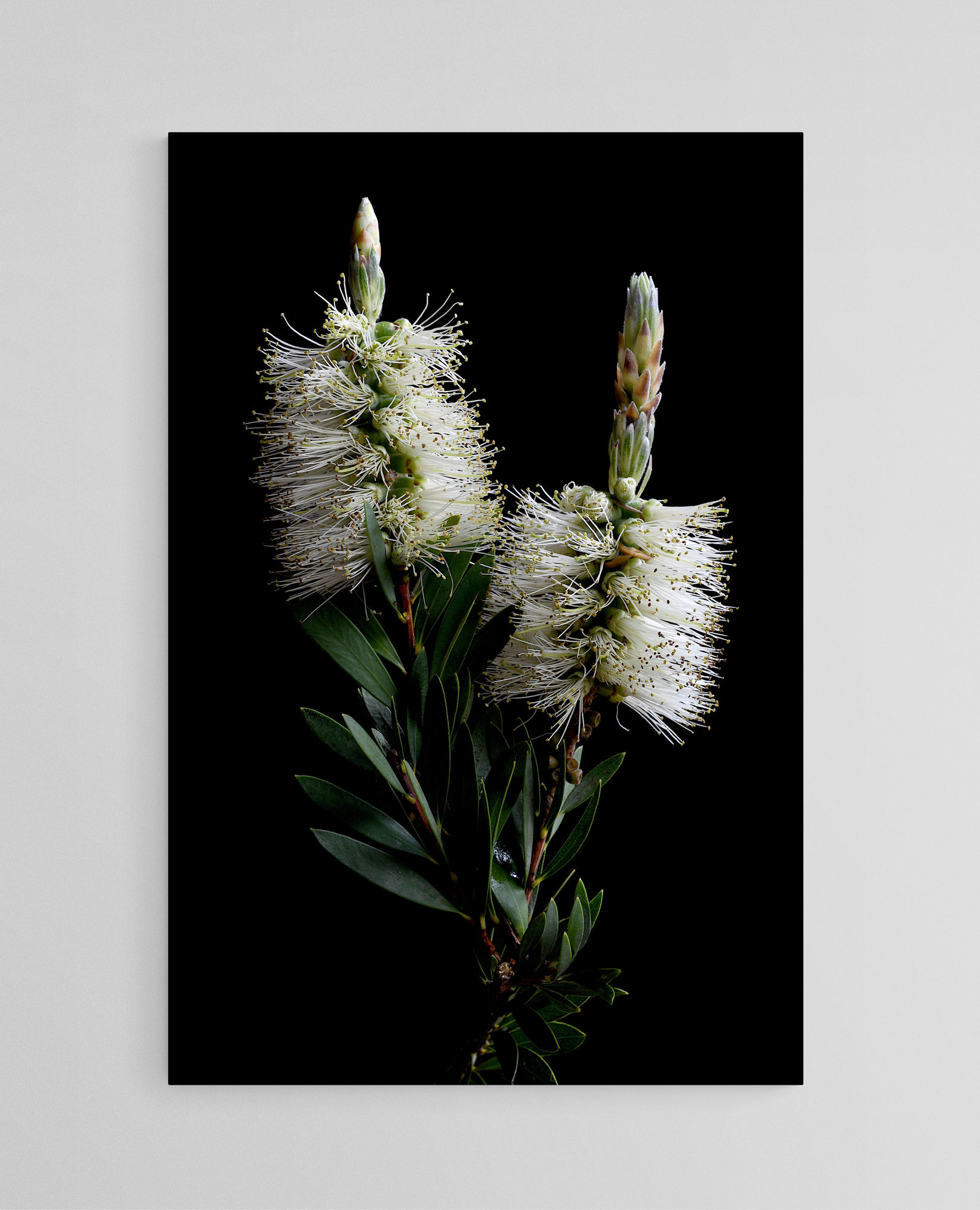 White Callistemon - Australian nature wall art - Botanical photography print by Nadia Culph