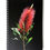Thumbnail: Blank Paged Notebook ~ Australian Floral Stationery