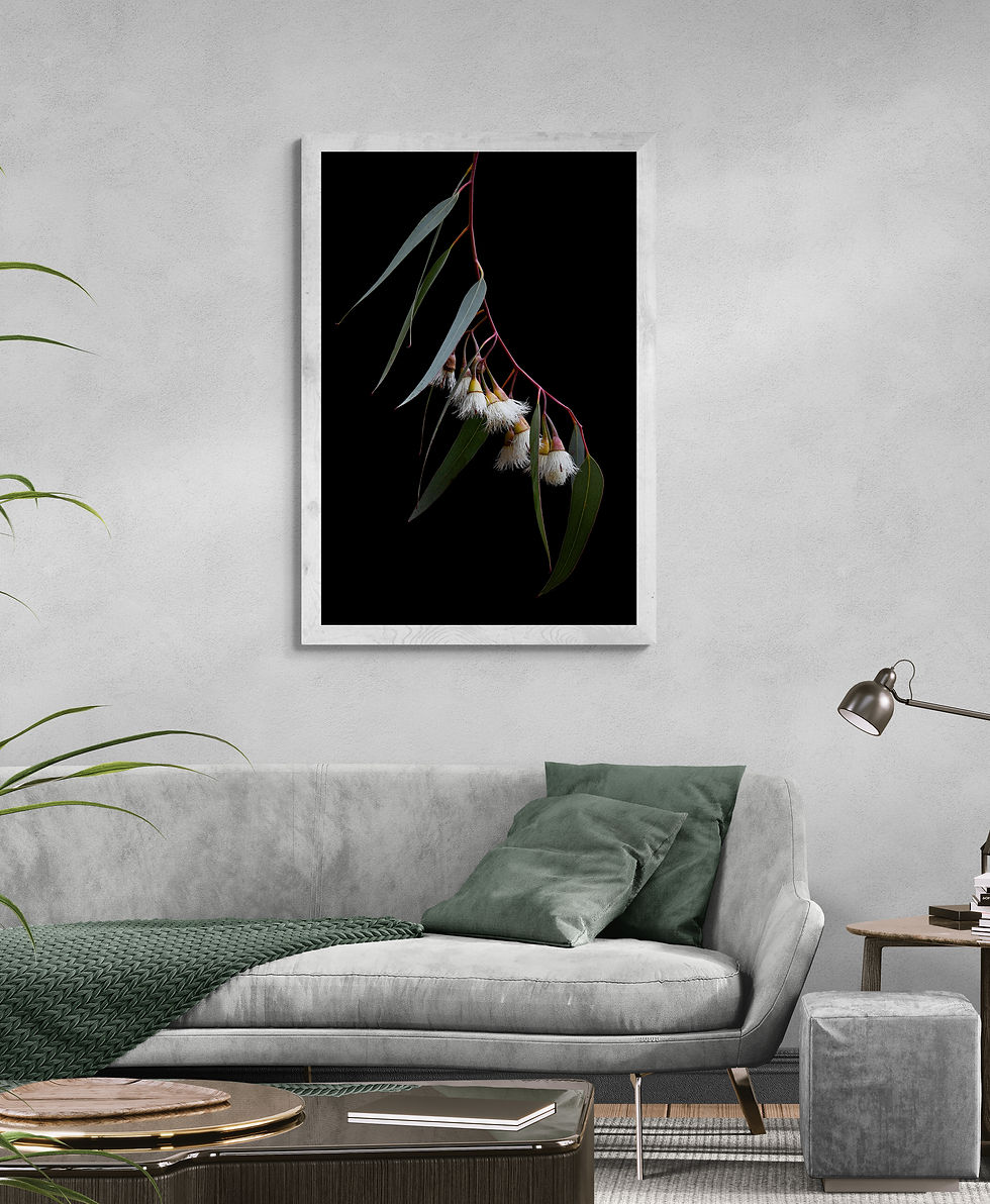 Thumbnail: Yellow Gum Eucalyptus - Australian botanical wall art - Nature artwork - Photography print by Nadia Culph