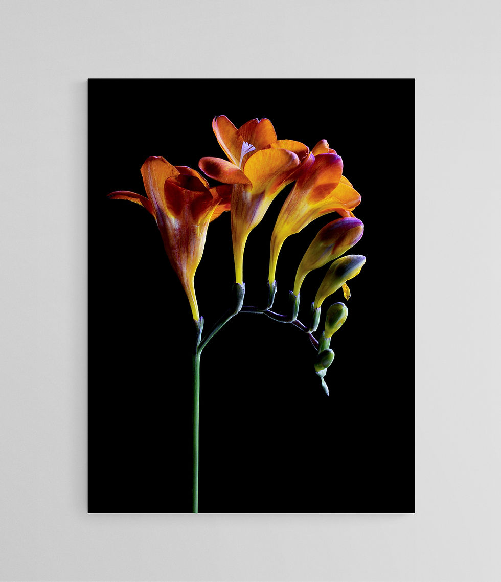 Orange Freesias - minimalist floral wall art - flower still life print - photography by Nadia Culph