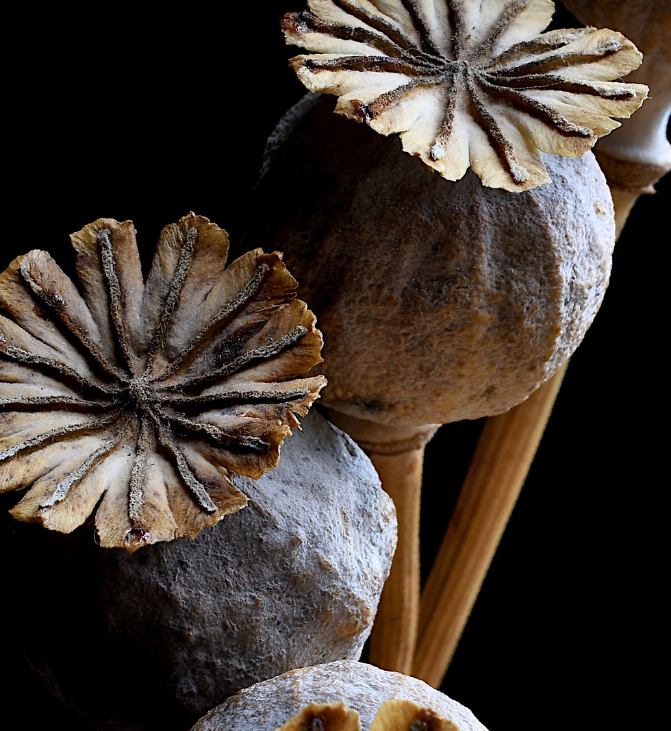 Thumbnail: Poppy Pods - Botanical wall art - Nature still life photography print by Nadia Culph