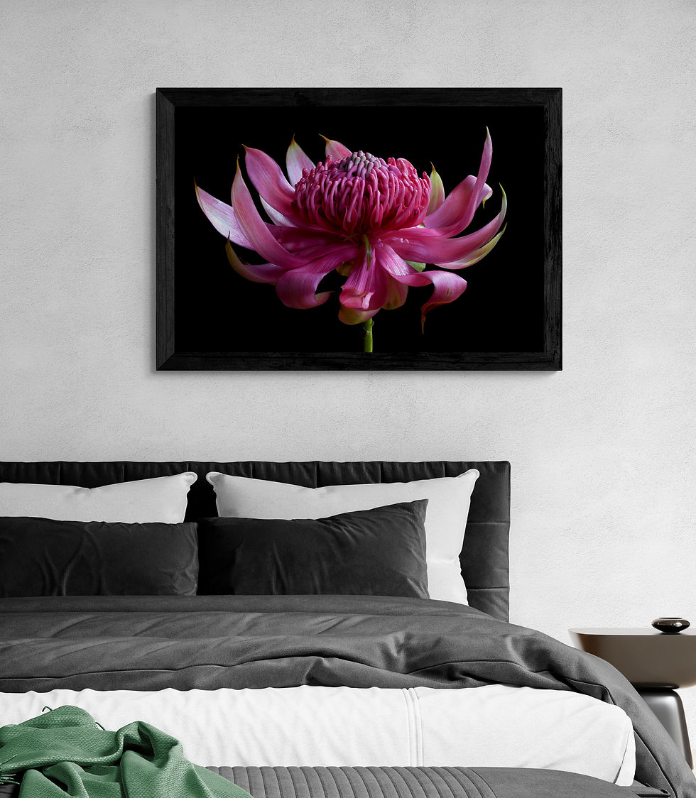 Thumbnail: Waratah in Pink - Australian botanical wall art - Photography print by Nadia Culph