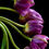 Thumbnail: Tulips ~ Purple Flower Art Print ~ Moody Floral Wall Art ~ Photography by Nadia Culph therandomimage.com