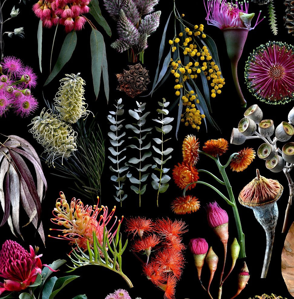 Thumbnail: Wildflowers of Australia - Colourful floral wall art - Photgraphy collage print by Nadia Culph