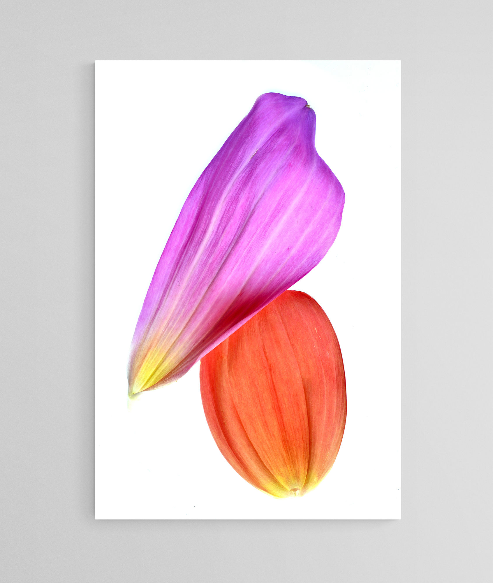 Orange and pink petals - Botanical artwork - Floral wall art - Photography print by Nadia Culph