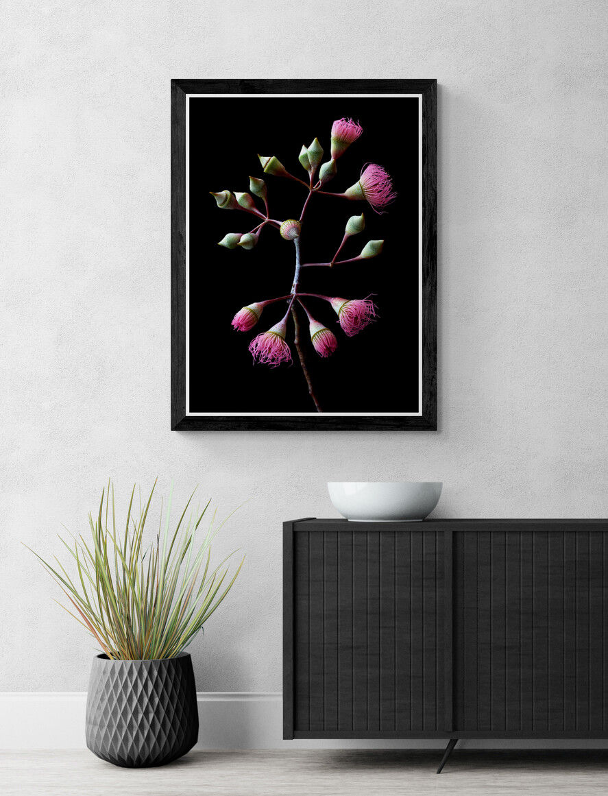 Pink Flowering Eucalytpus - Australian floral wall art - Macro photography print by Nadia Culph