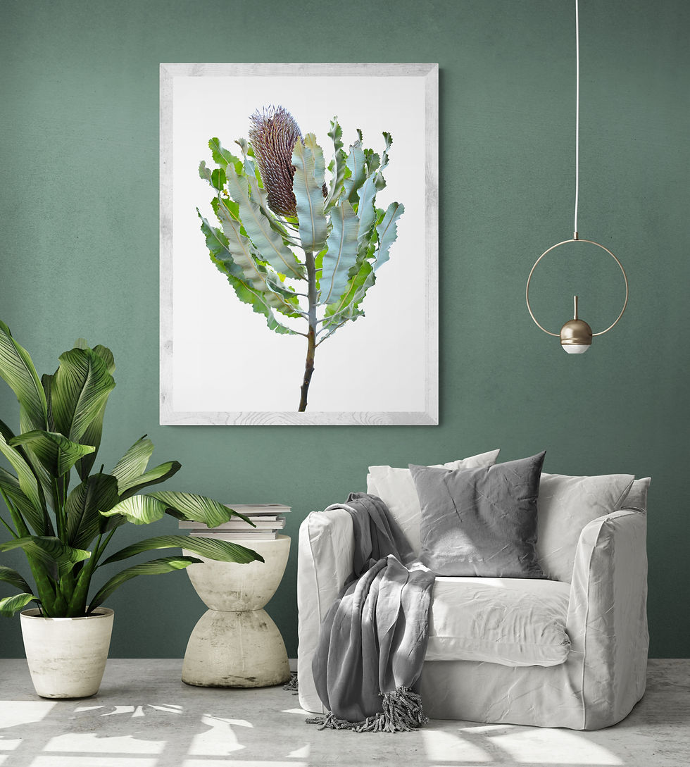 Blue Banksia - Australian plant print - Botanical photography - Flower wall art by Nadia Culph