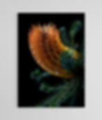 Heath-Leaved Banksia - Botanical wall art - Nature photography print by Nadia Culph