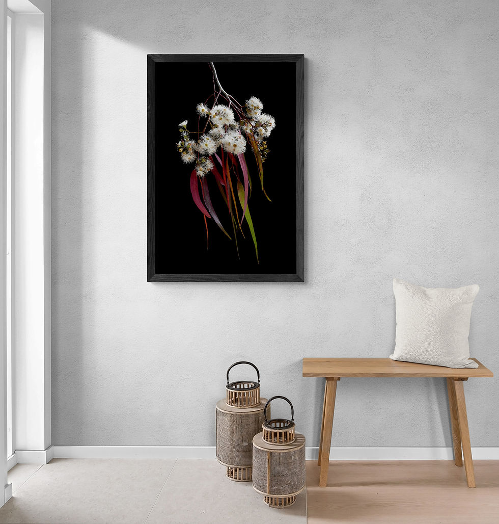 Thumbnail: Eucalyptus Melliodora - Australian botanical wall art print - Floral still life artwork - Photography by Nadia Culph