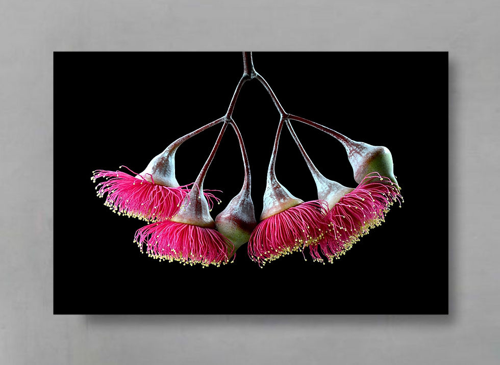 Gungurru ~ Australian Floral Artwork ~ Botanical Wall Art ~ Fine Art Photography by Nadia Culph therandomimage.com