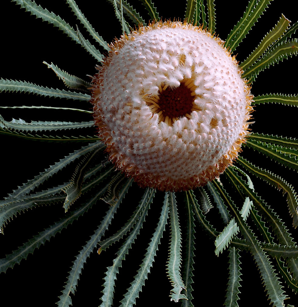 Thumbnail: Orange Banksia Prionotes - Australian botanical artwork - Earthy nature wall art - Photography print by Nadia Culph