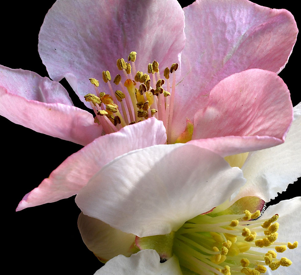 Thumbnail: Pink and White Quince Blossoms - Floral wall art - Flower photography print - by Nadia Culph