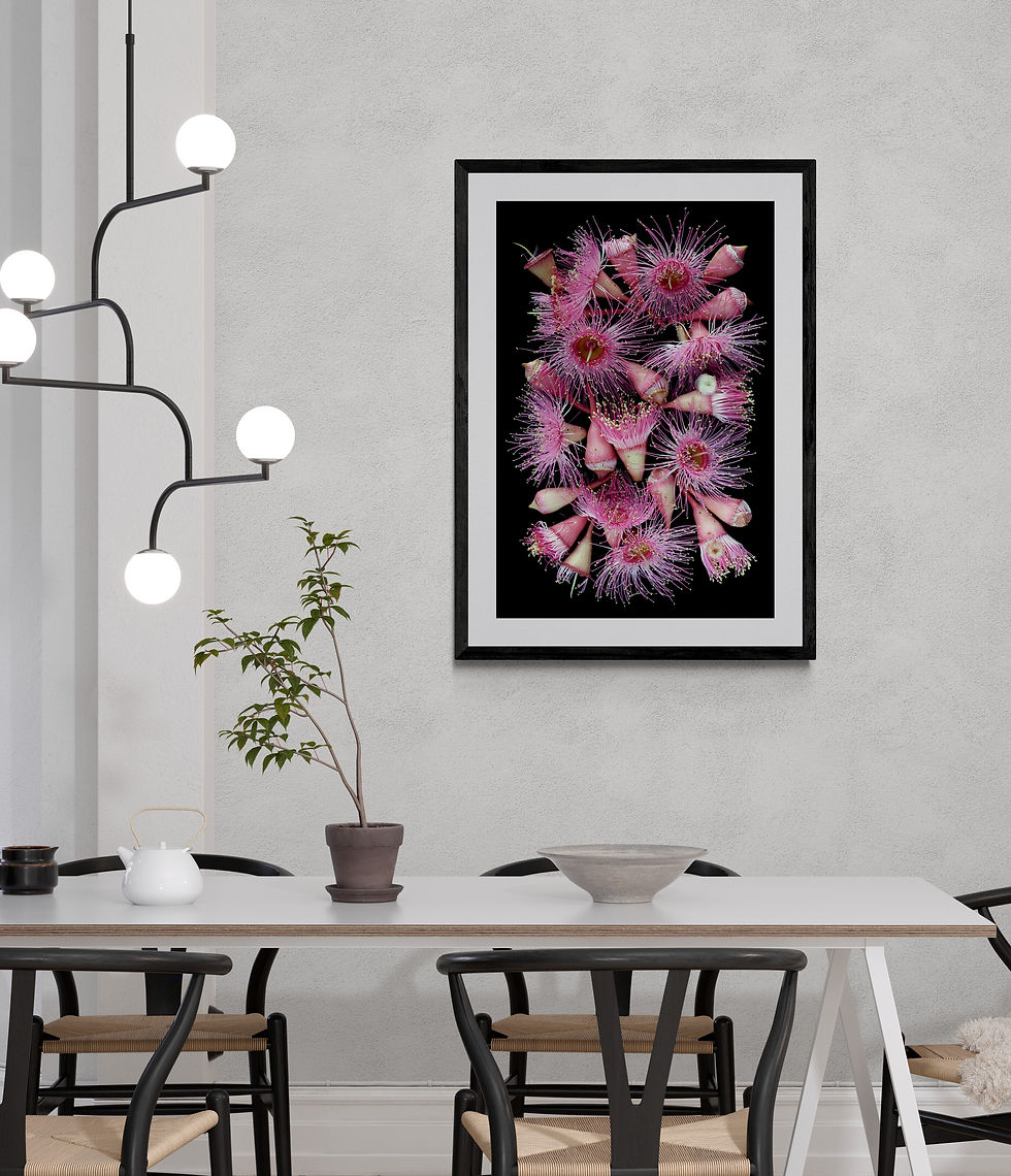 Thumbnail: Pink Corymbia Ficifolia Blossoms - Australian floral photography print - Macro Nature artwork by Nadia Culph