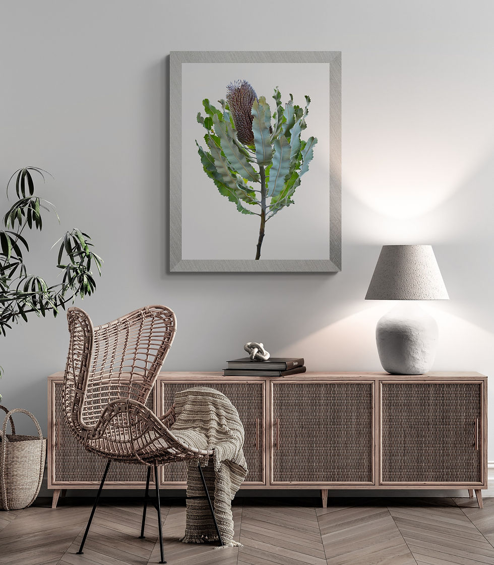 Thumbnail: Blue Banksia - Australian plant print - Botanical photography - Flower wall art by Nadia Culph