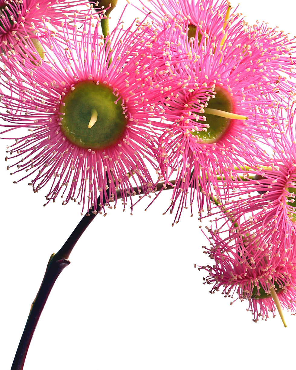 Thumbnail: Gum Blossom Stem ~ Eucalyptus Flower Print ~ Australian Nature Photography by Nadia Culph