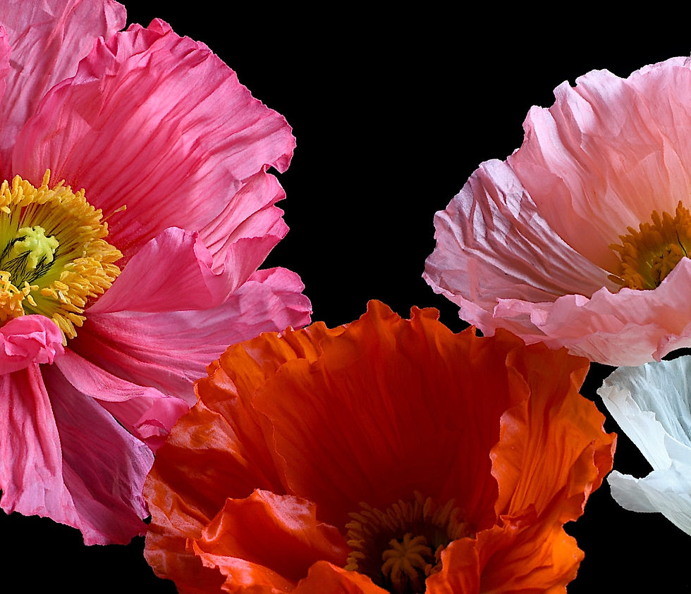 Thumbnail: Five Poppies - Colourful floral wall art - flower photography print - Artwork by Nadia Culph