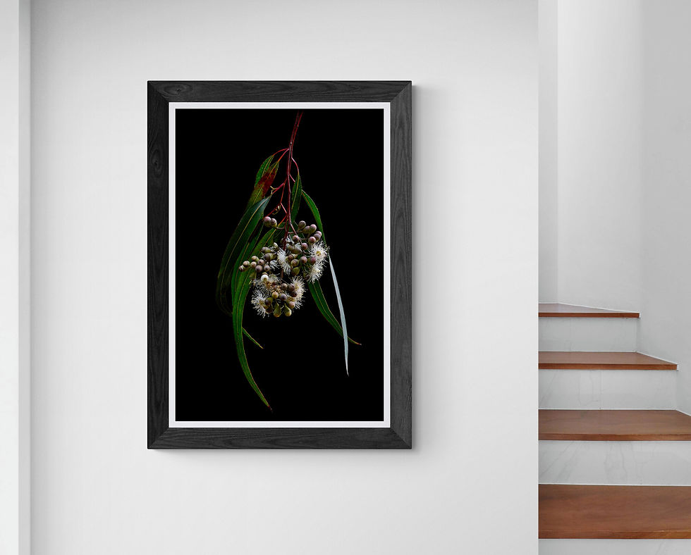 Gum Blossoms - Australian botanical wall art - nature photography - still life artwork - print by Nadia Culph