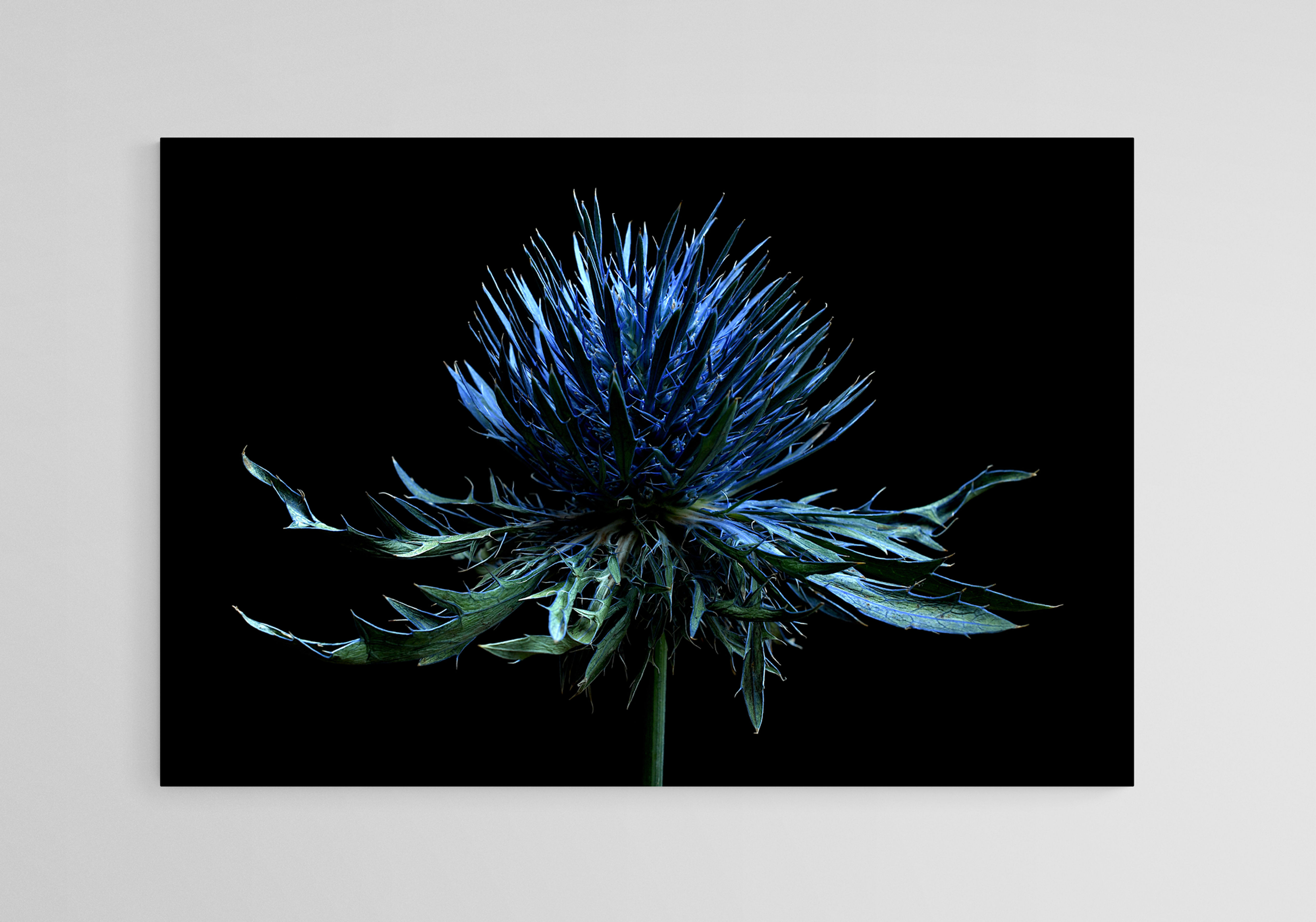 Sea Holly - Blue botanical Wall Art - Wildflower photography print by Nadia Culph