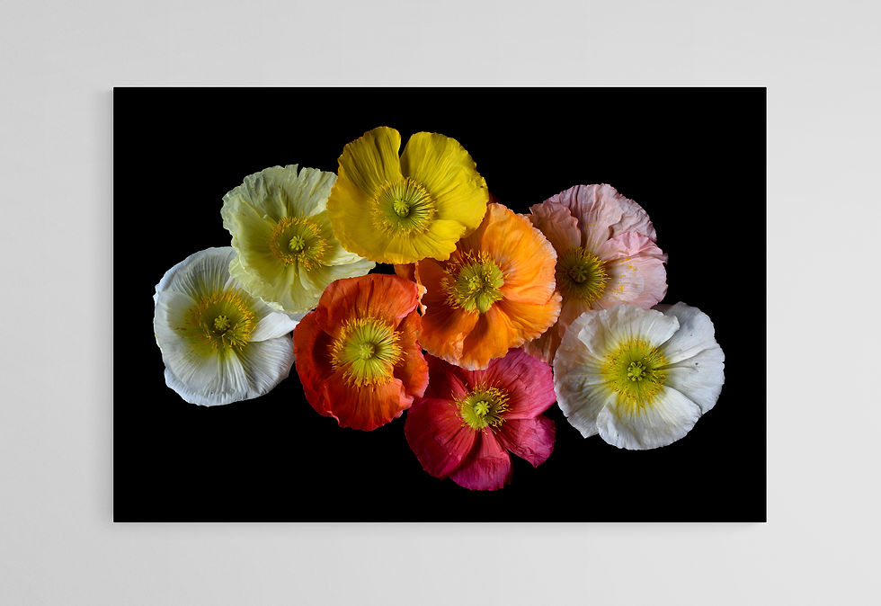 Poppy Kaleidoscope - Colourful floral wall art - Flower photography print by Nadia Culph