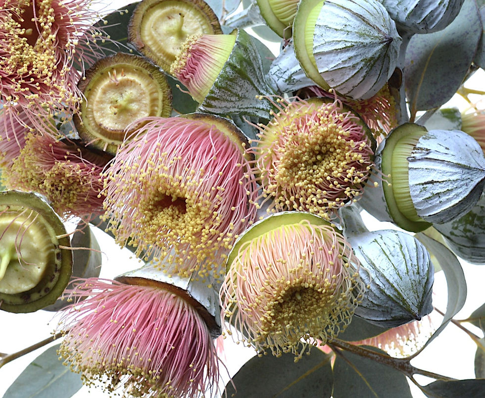 Thumbnail: Eucalyptus Macrocarpa - Australian wall art print - Botanical photography by Nadia Culph