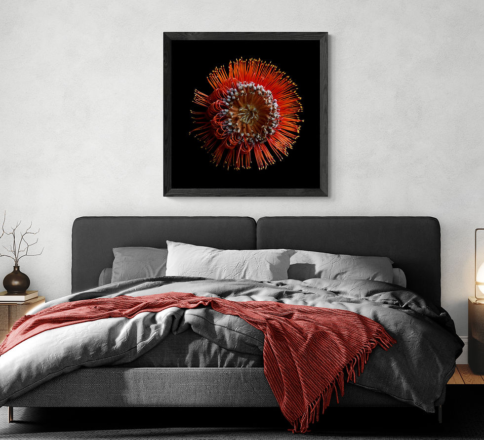 Thumbnail: Scarlet Banksia Flower print - Australian botanical wall art - red and black floral artwork - Photography by Nadia Culph