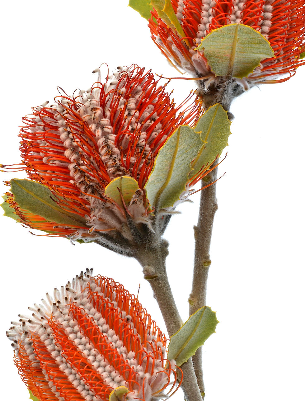 Thumbnail: Scarlet Banksia Trio ~ Australian Floral Print ~ Flower photography by Nadia Culph