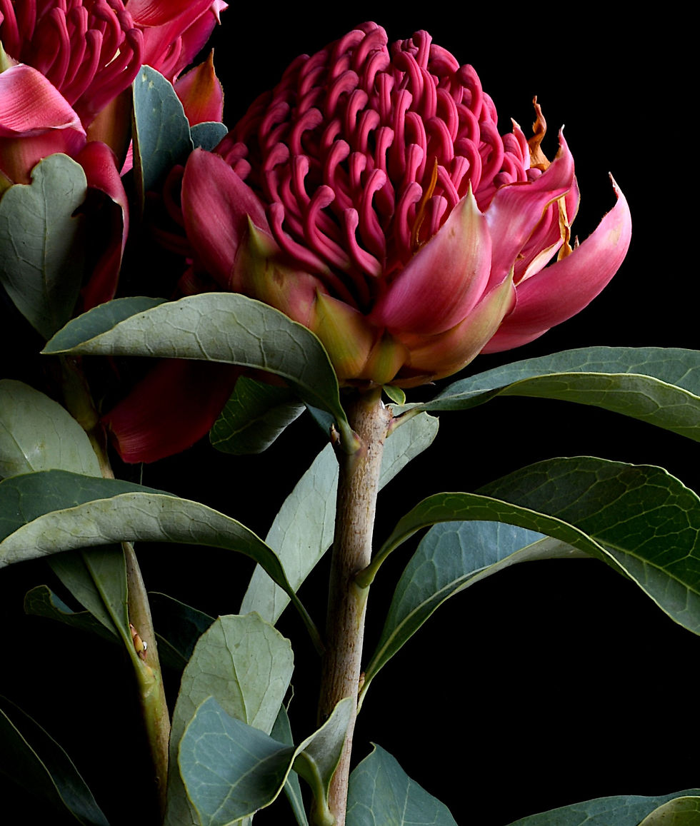 Thumbnail: Waratah - Red flower photography print - Australian floral wall art by Nadia Culph