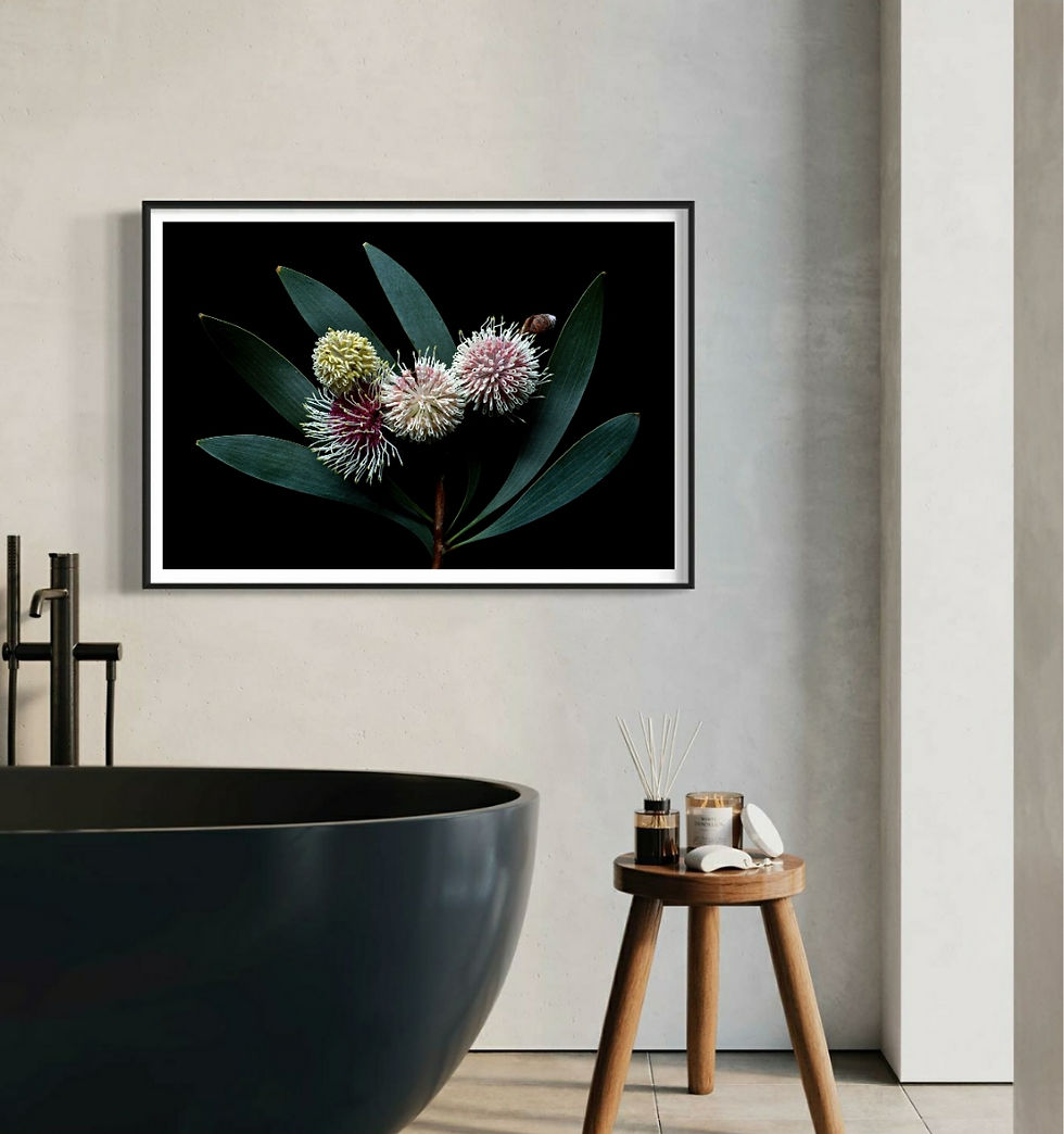 Hakea Laurina - Australian Flower Photography Print - Botanical Wall Art by Nadia Culph therandomimage.com