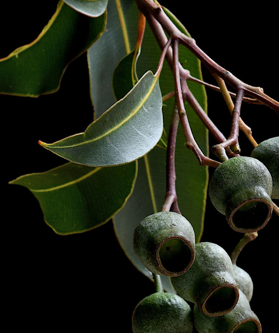 Thumbnail: Gum Nuts Stem - Australian botanical still life artwork - Green and black nature wall art - photography print by Nadia Culph