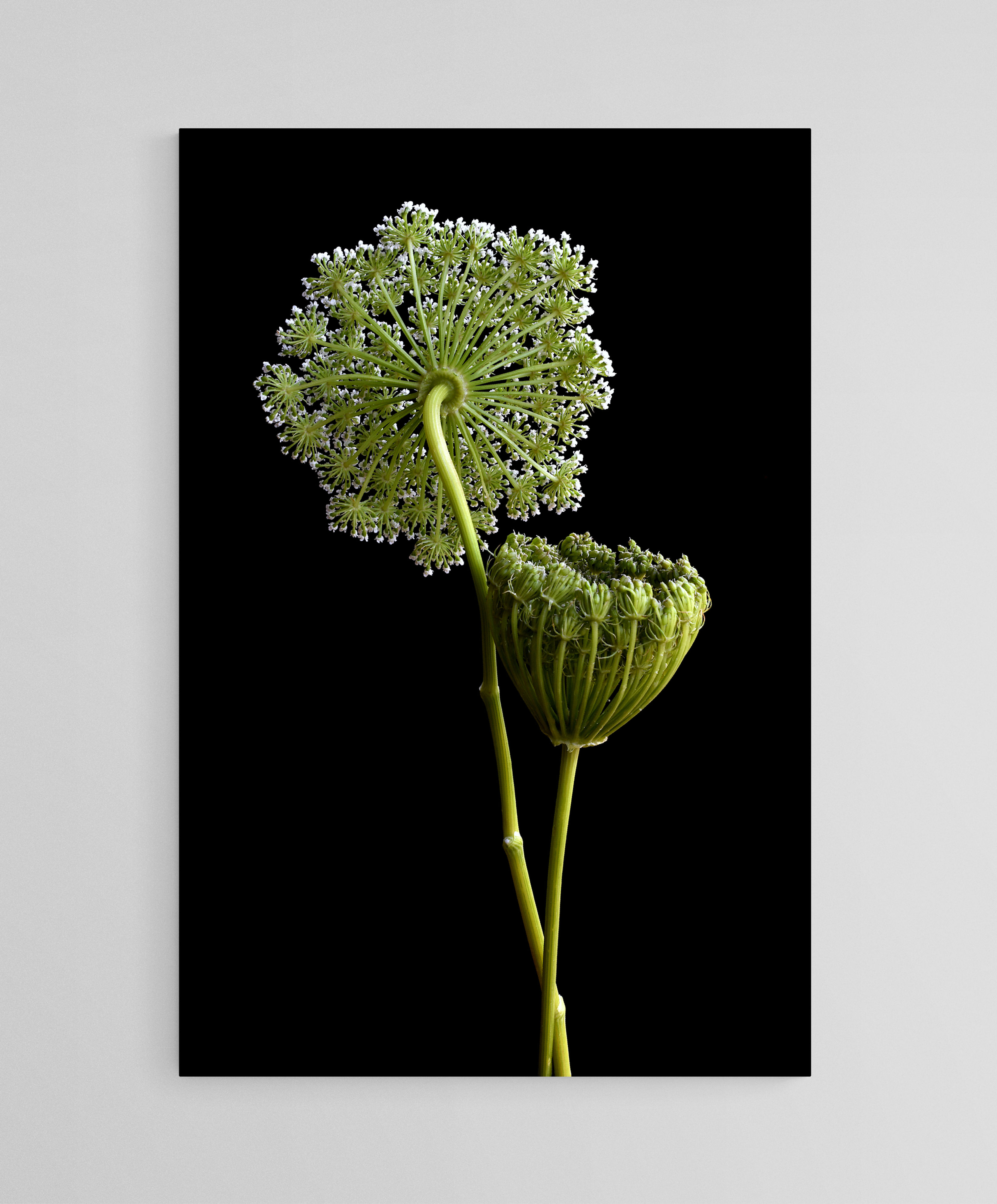 Queen Anne's Lace Florets - Botanical still life artwork - Biophilic wall art - Photography by Nadia Culph