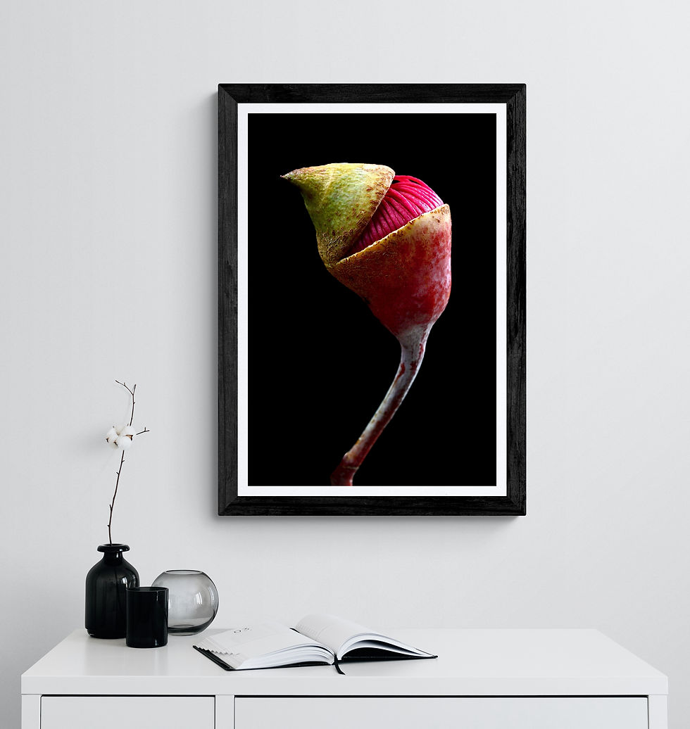 Anxious Princess - Pink Australian Eucalyptus Flower Print - Macro Photography - Wall Art by Nadia Culph