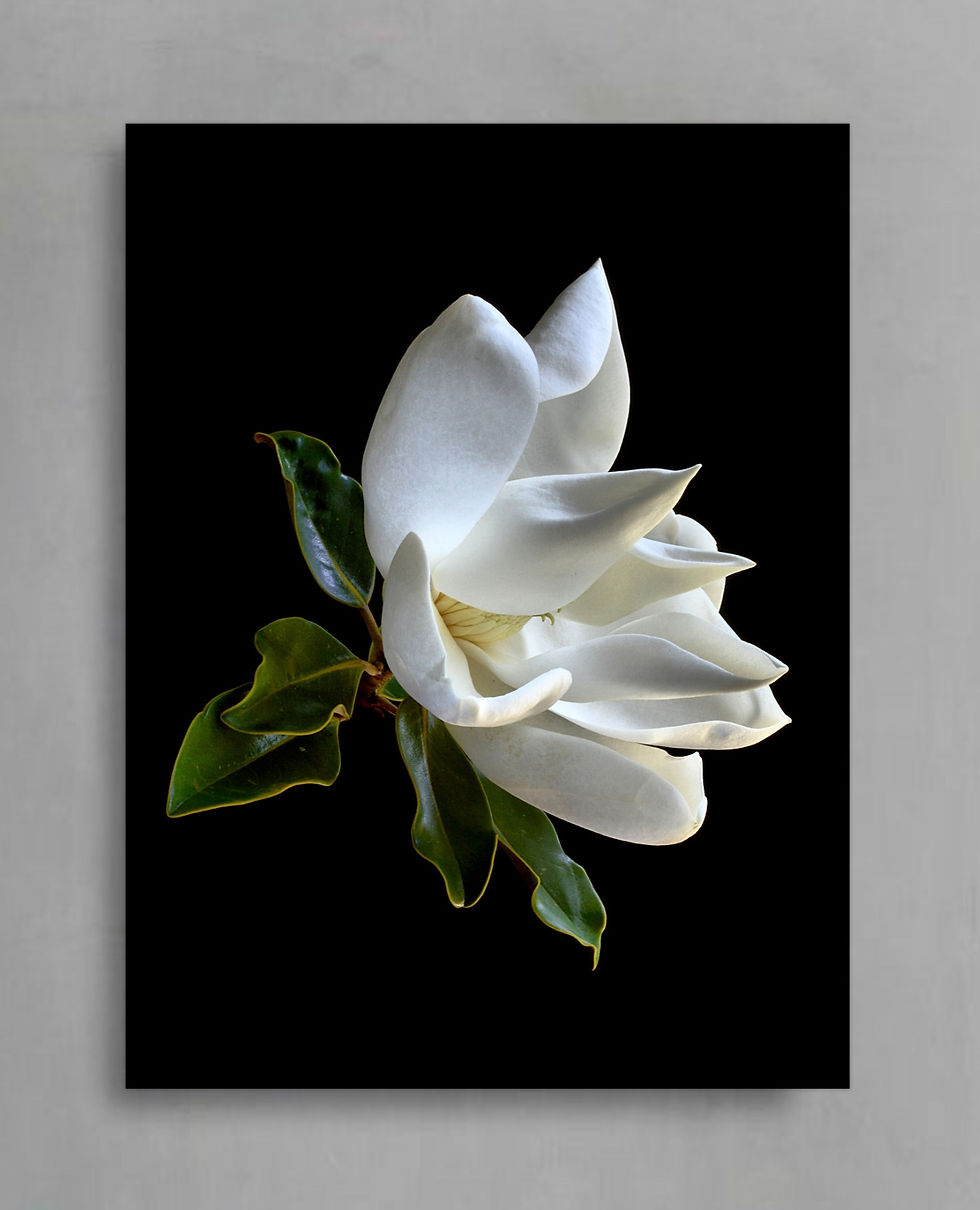 White Magnolia Grandiflora ~ Floral Wall Art - Flower photography print by Nadia Culph