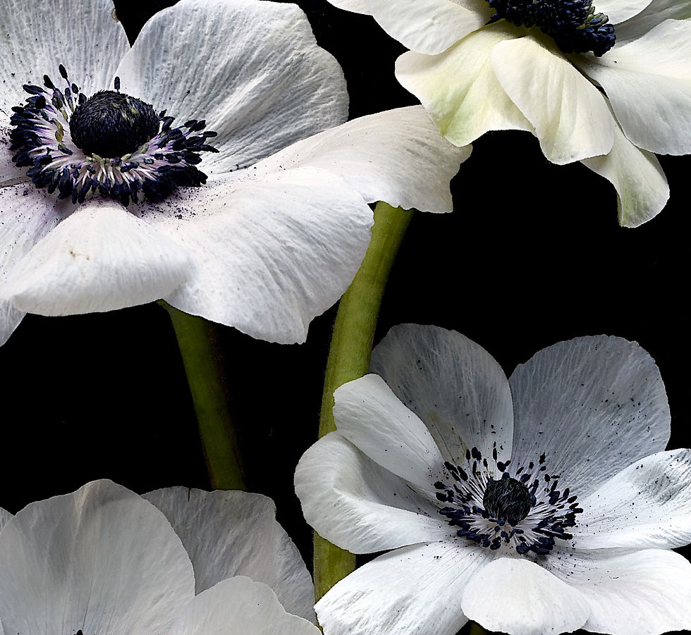 Thumbnail: White Anemones - Floral artwork - Flower wall art - Still life photography print by Nadia Culph