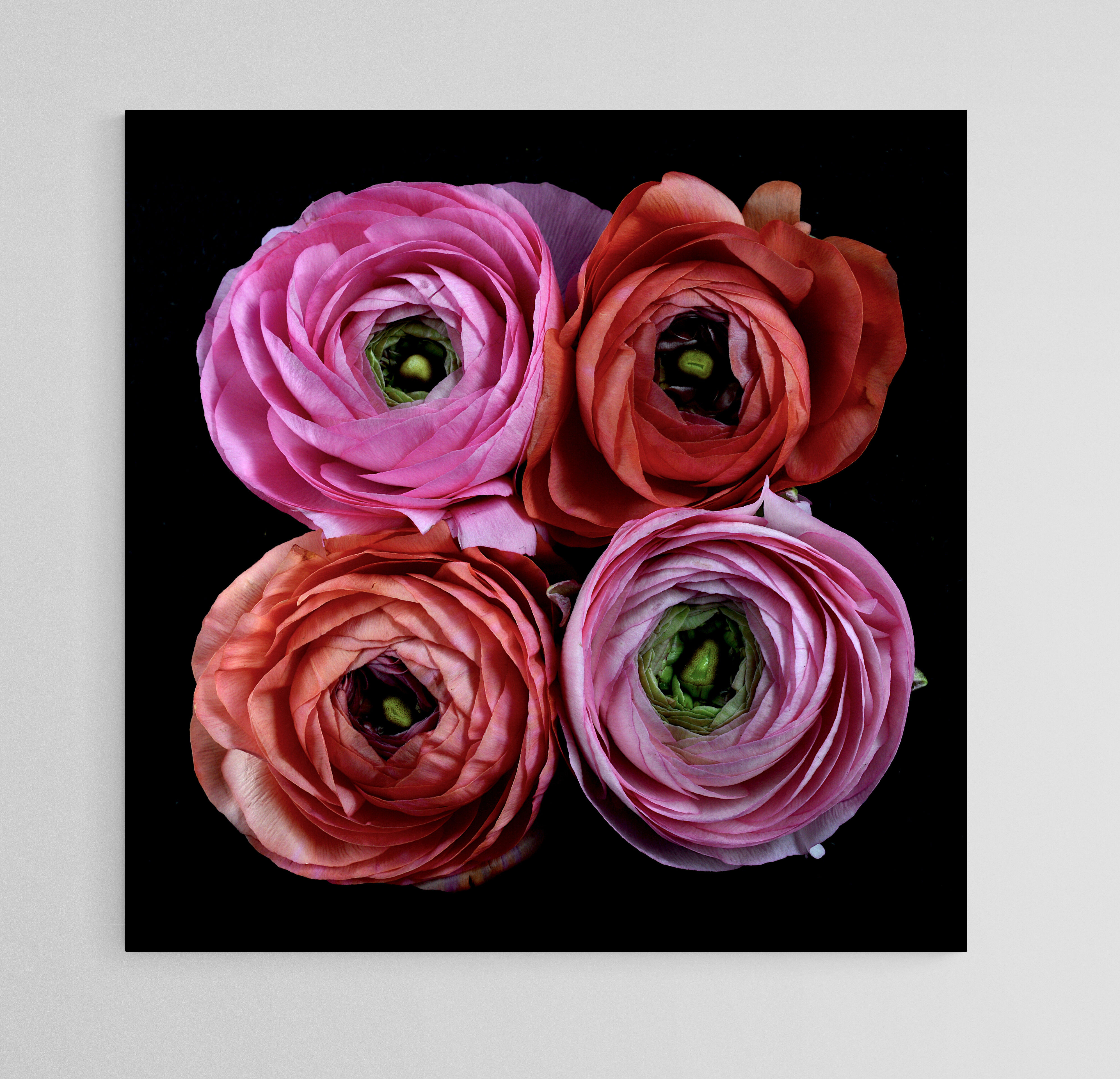 Ranunculus Flowers - Red and Pink Flower Fine Art Photography Print - Wall Art by Nadia Culph