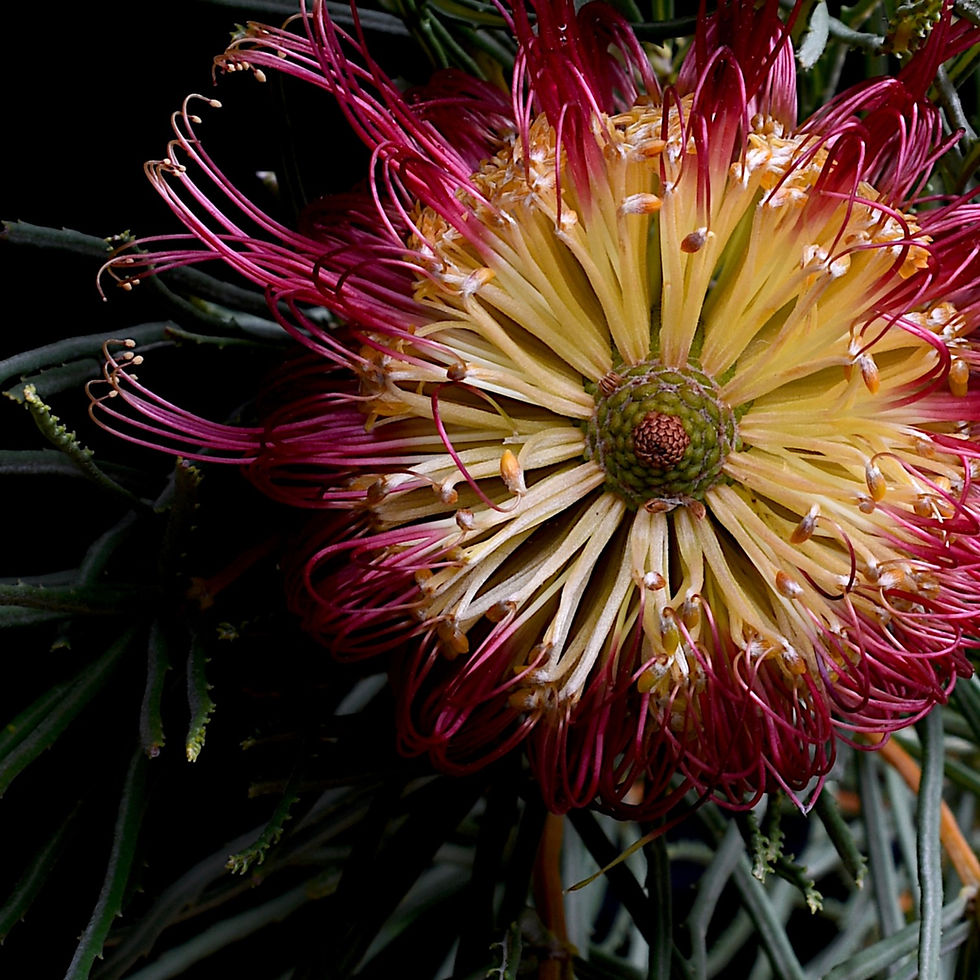 Thumbnail: Red Swamp Banksia - Australian botanical wall art - Nature photography print by Nadia Culph