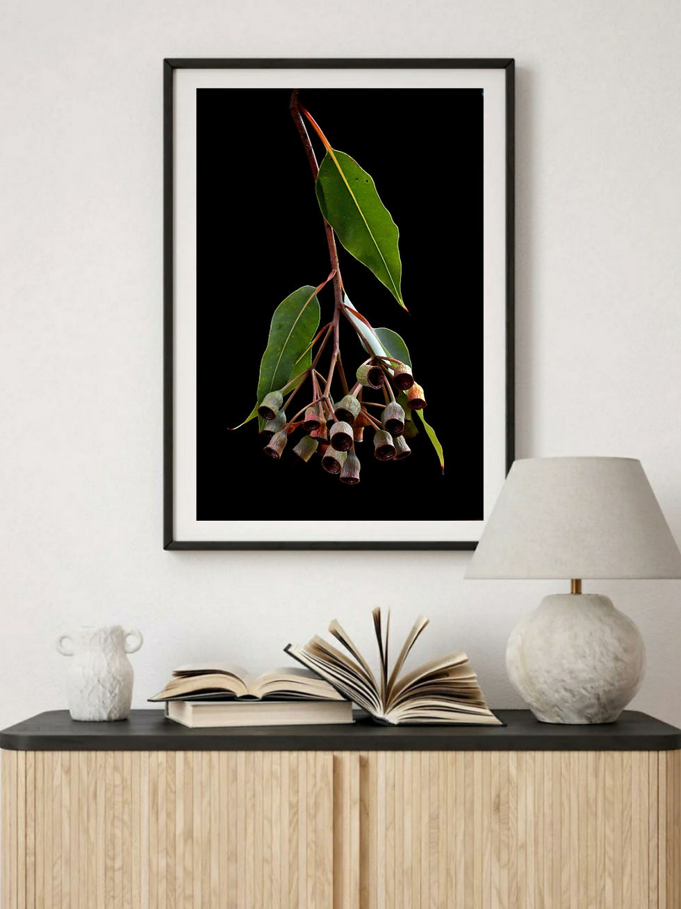 Thumbnail: Eucalyptus ~ Gum Nuts Photography Print ~ Australian Botanical Wall Art by Nadia Culph