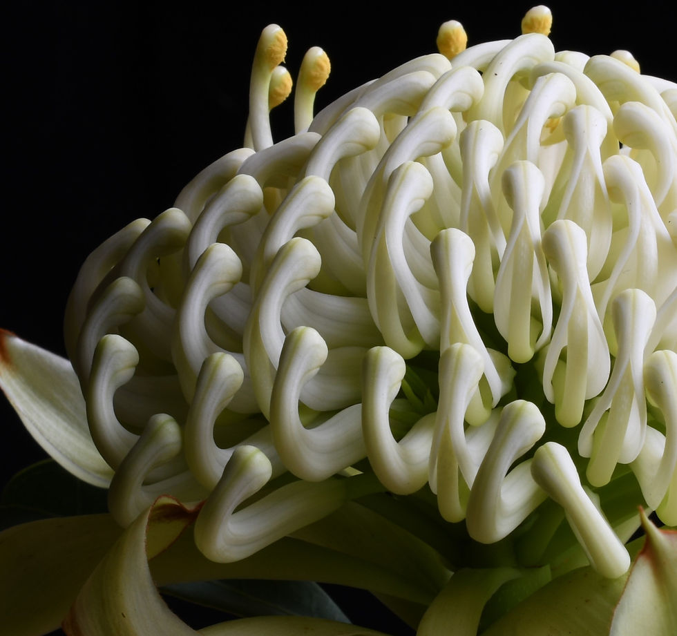 Thumbnail: Wirrimbirra White - Australian flower artwork - Floral wall art - Botanical photography print by Nadia Culph