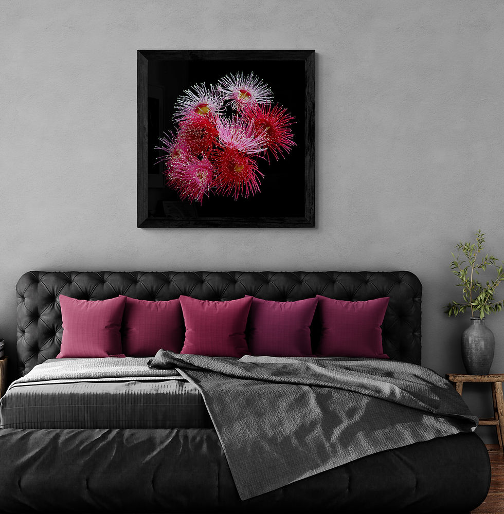 Thumbnail: Fuchsia & Crimson Gum Blossoms - Australian floral wall art - Photography print by Nadia Culph