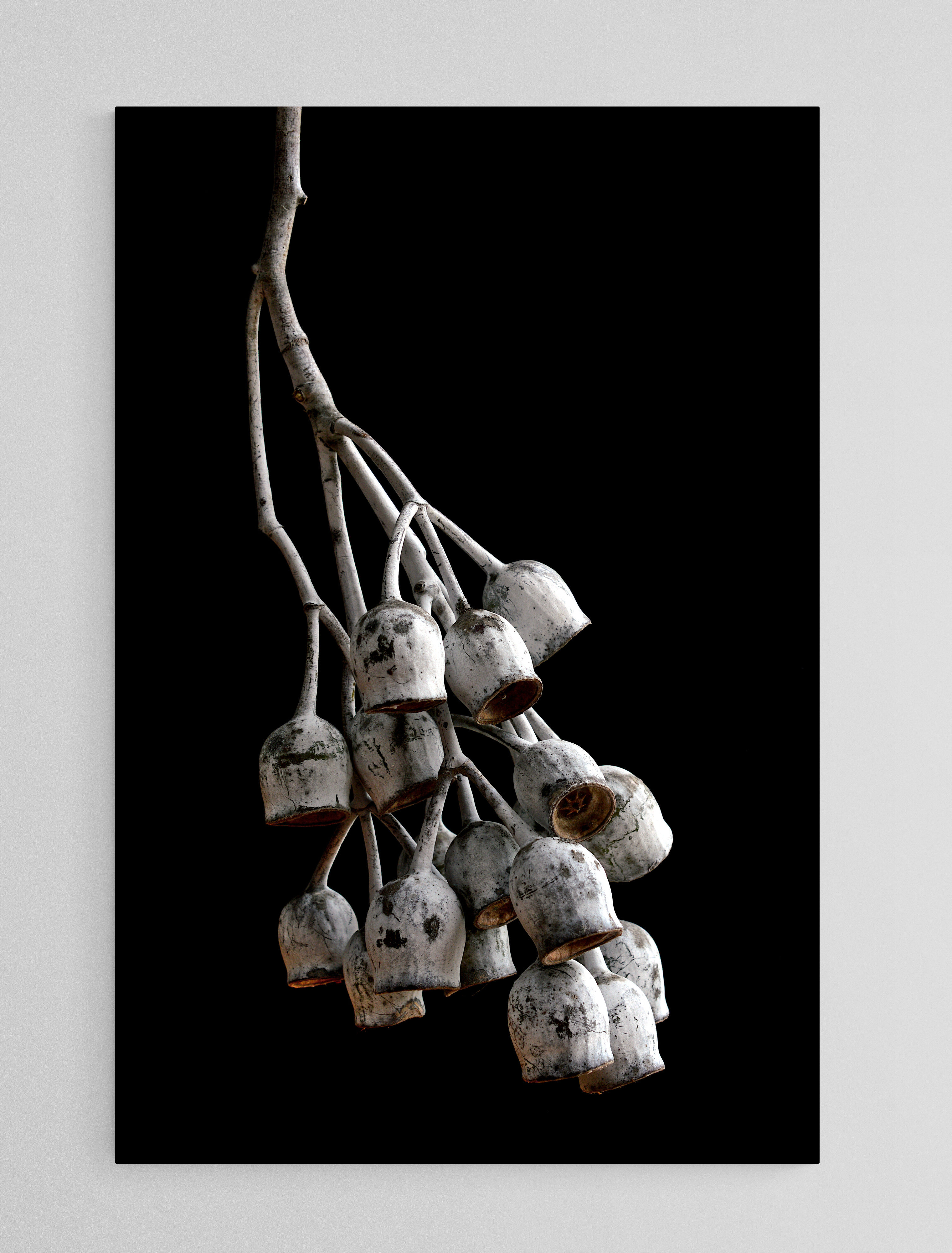 Eucalyptus Seed Pods - Australian Botanical Wall Art - Fine Art Photography Print by Nadia Culph