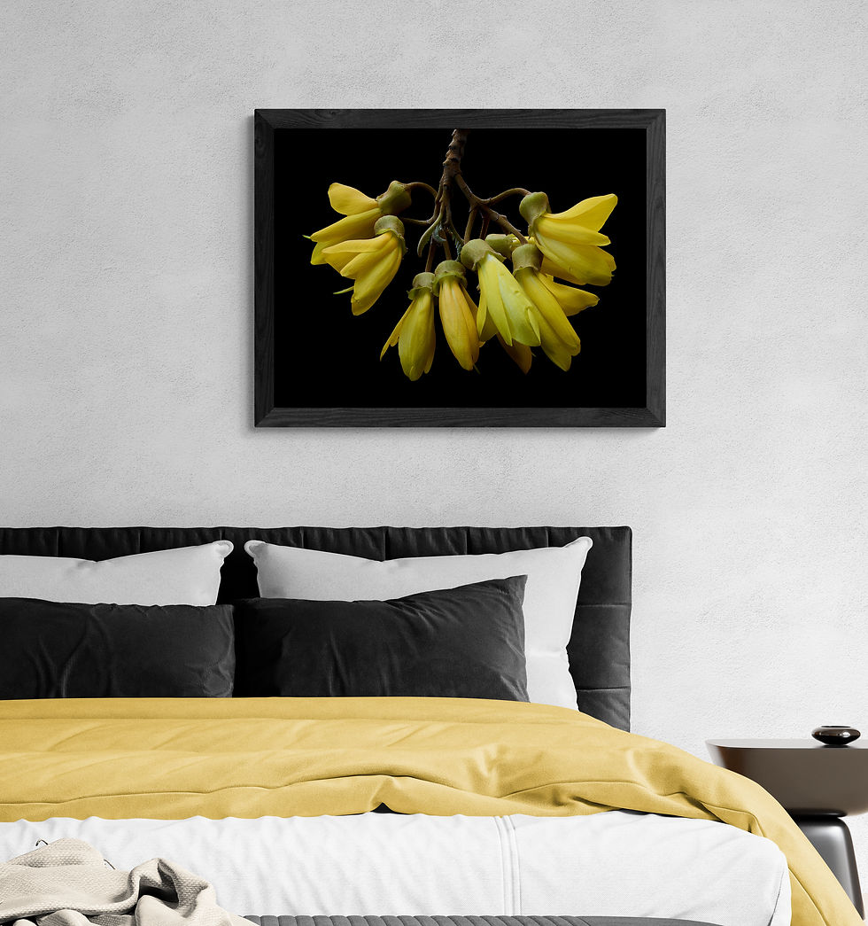 Thumbnail: Kowhai Flowers print - Yellow New Zealand flower artwork - Floral wall art - Botanical photography print by Nadia Culph