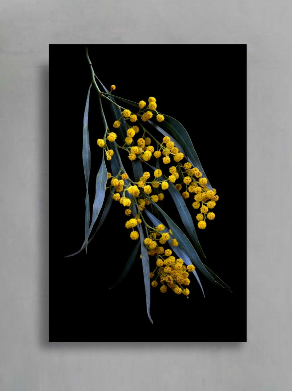 Golden Wattle Australian Flower Photography Print Floral Wall Art Golden Wattle Australian Flower Photography Print Floral Wall Art