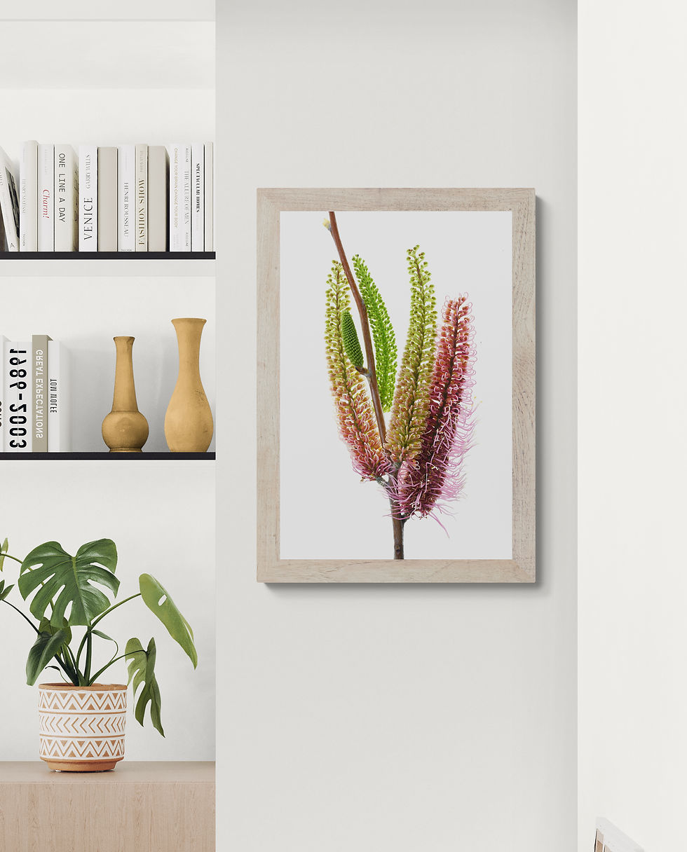 Thumbnail: Hakea Francisiana Stem - Australian floral downloadable print - Printable botanical wall art - Digital download - Nadia Culph