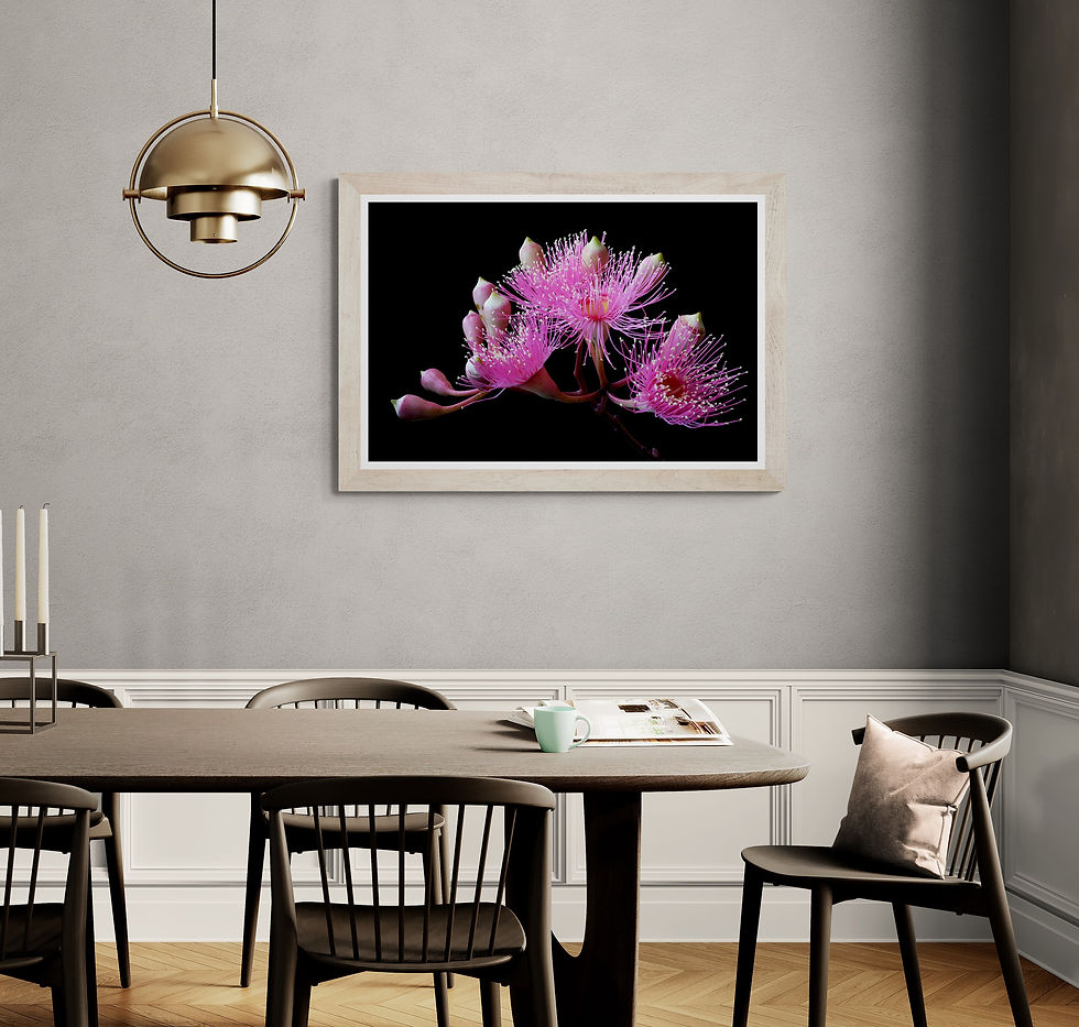 Thumbnail: Pink Blossoming Gum print - Australian floral wall art - Botanical still life artwork by Nadia Culph