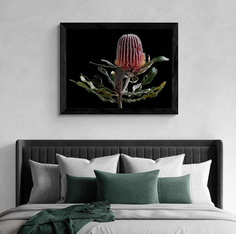 Firewood Banksia - Australian botanical artwork - Flower photography print by Nadia culph