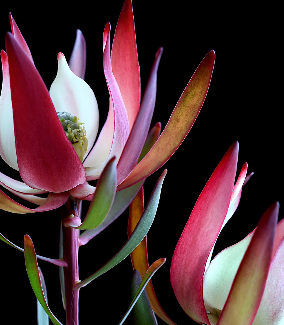Thumbnail: Leucadendrons - Colourful floral still life - Flower photography print by Nadia Culph