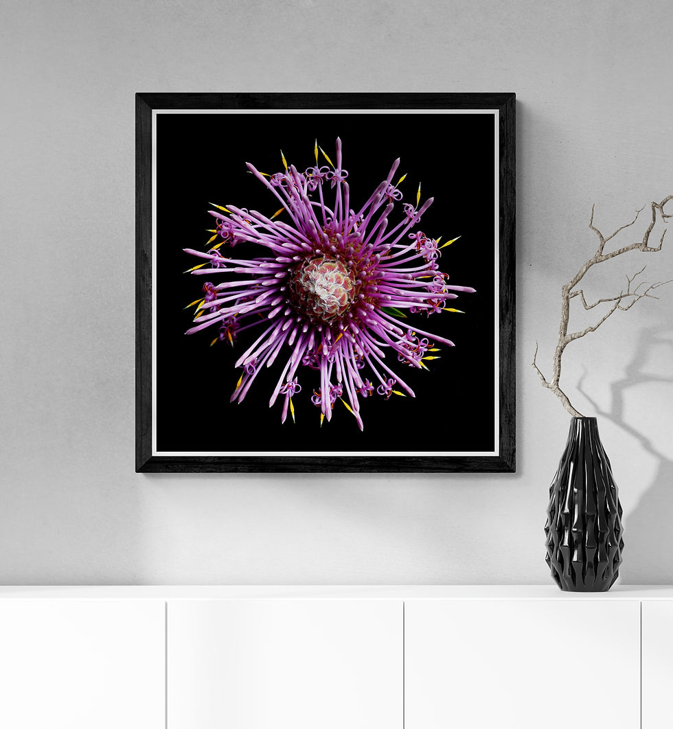 Purple Isopogon Flower Print - Australian native floral photography artwork